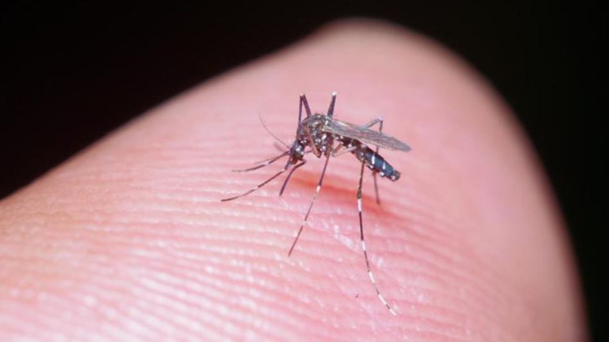 Clima caldo, temperature 6 gradi sopra la media a Roma, medici ambientali: «Rischio zanzare fino a Natale»