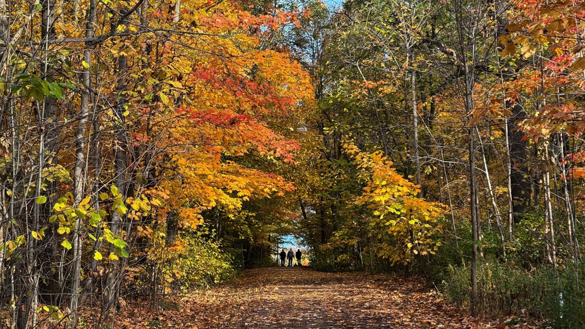 Le 15 domande di Natale: il Questionario dell'Avvento per ragazzi