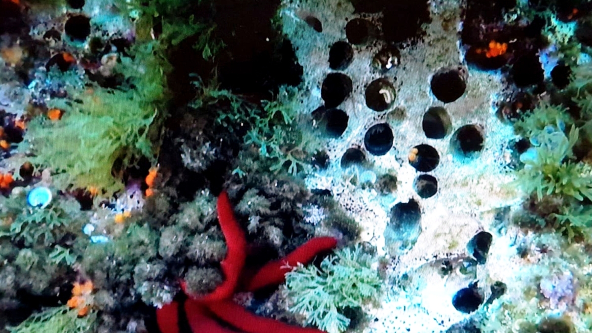 Danni per la pesca dei datteri di mare, chieste condanne fino a 10 anni per sub e intermediari