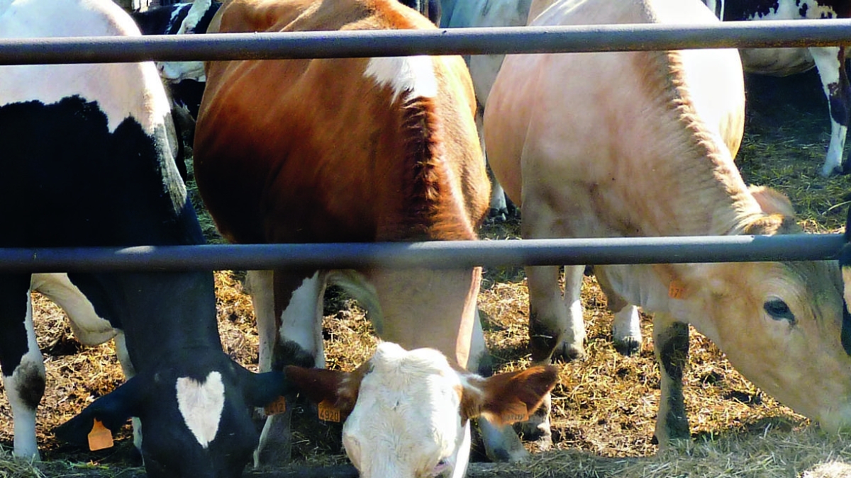 Mantova, quelle 115 mucche fatte arrivare dall'Irlanda e mai pagate: truffa da 600 mila euro, denunciati in tre