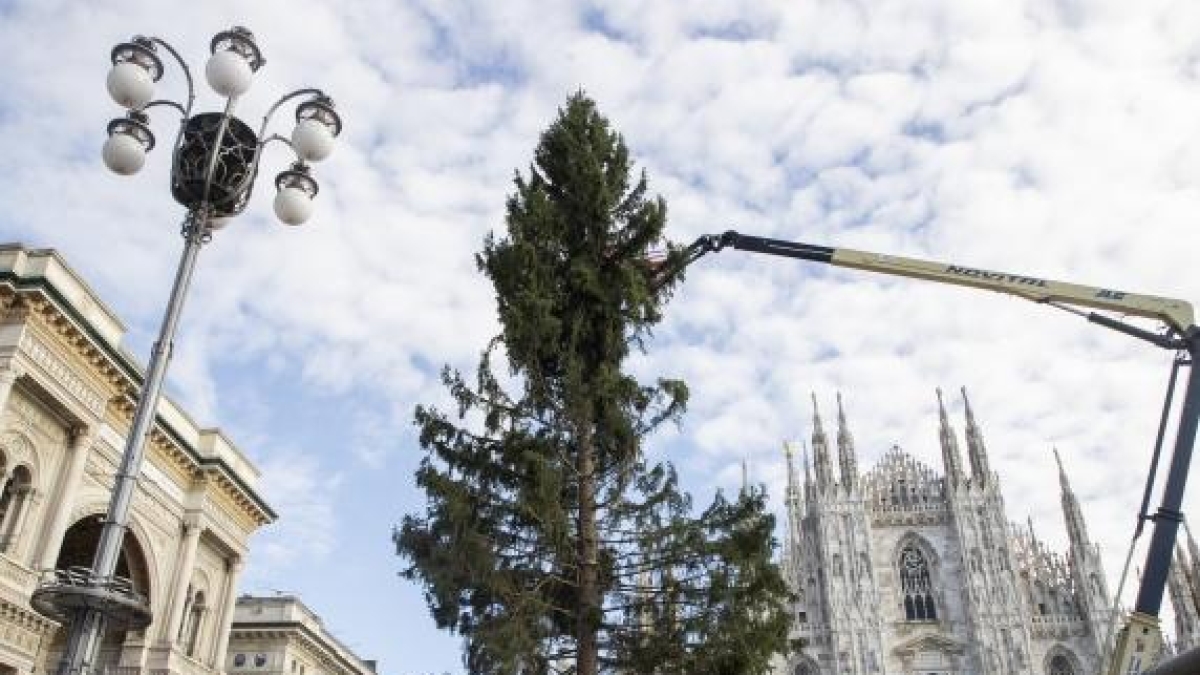 L’ombra del business sul calcio e l’albero chiamato «secch»