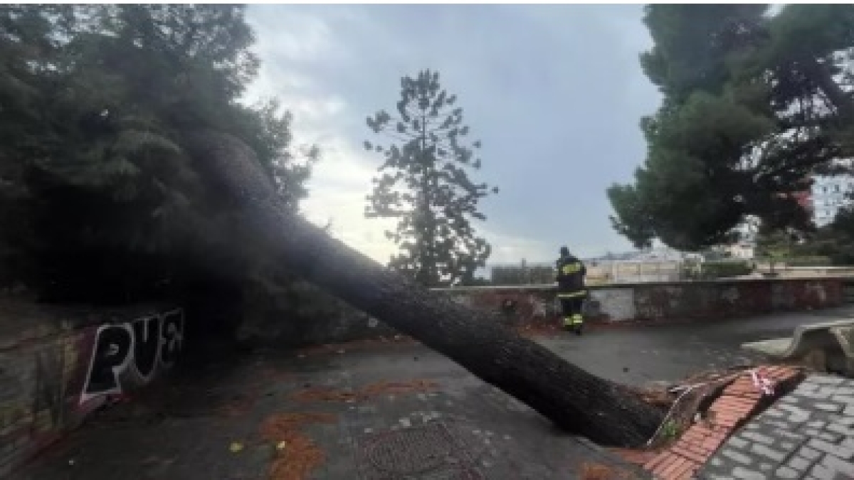 Maltempo a Napoli, smottamenti in via Agnano-Astroni, al Vomero e crolla un pino secolare al Parco Margherita: strade chiuse