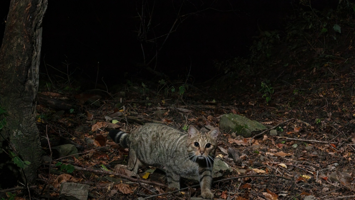 Il gatto selvatico è tornato in Toscana: il «fantasma dei boschi» fotografato sull'Appennino pistoiese