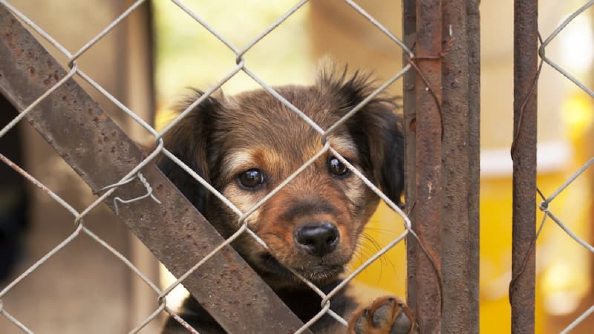 Un cucciolo sotto l'albero: adotta un trovatello