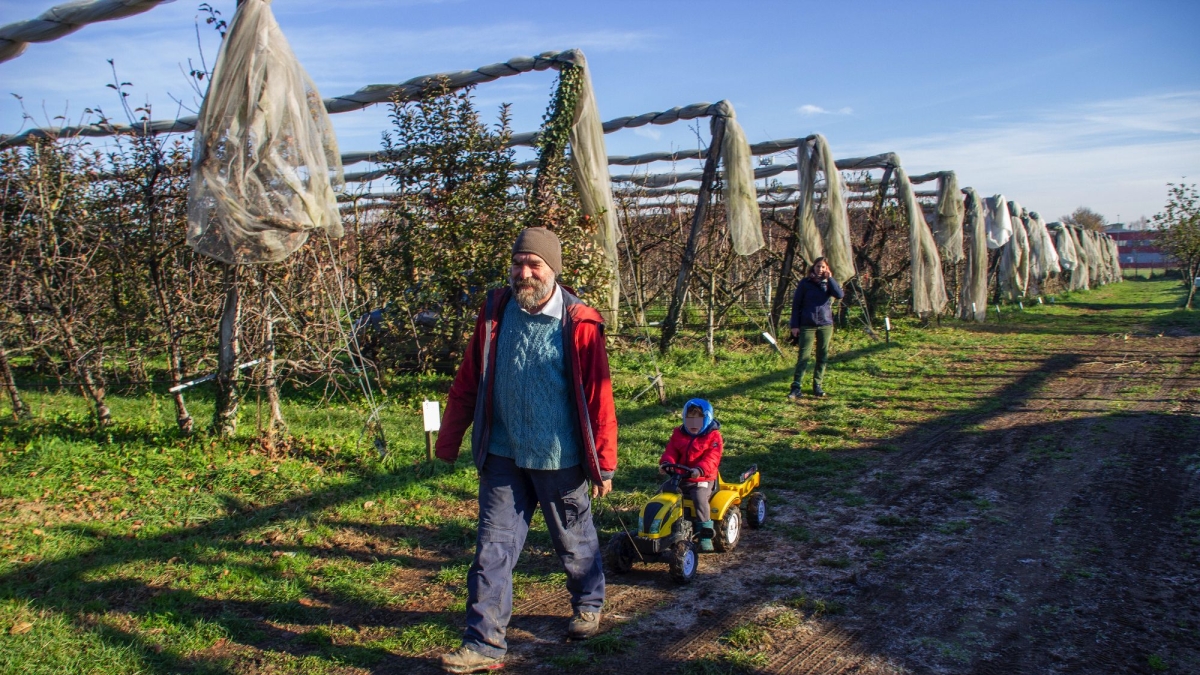 Mele e pere a chilometro zero coltivate a Milano: «La loro bontà rivela che la natura reagisce appena le si restituisce spazio»