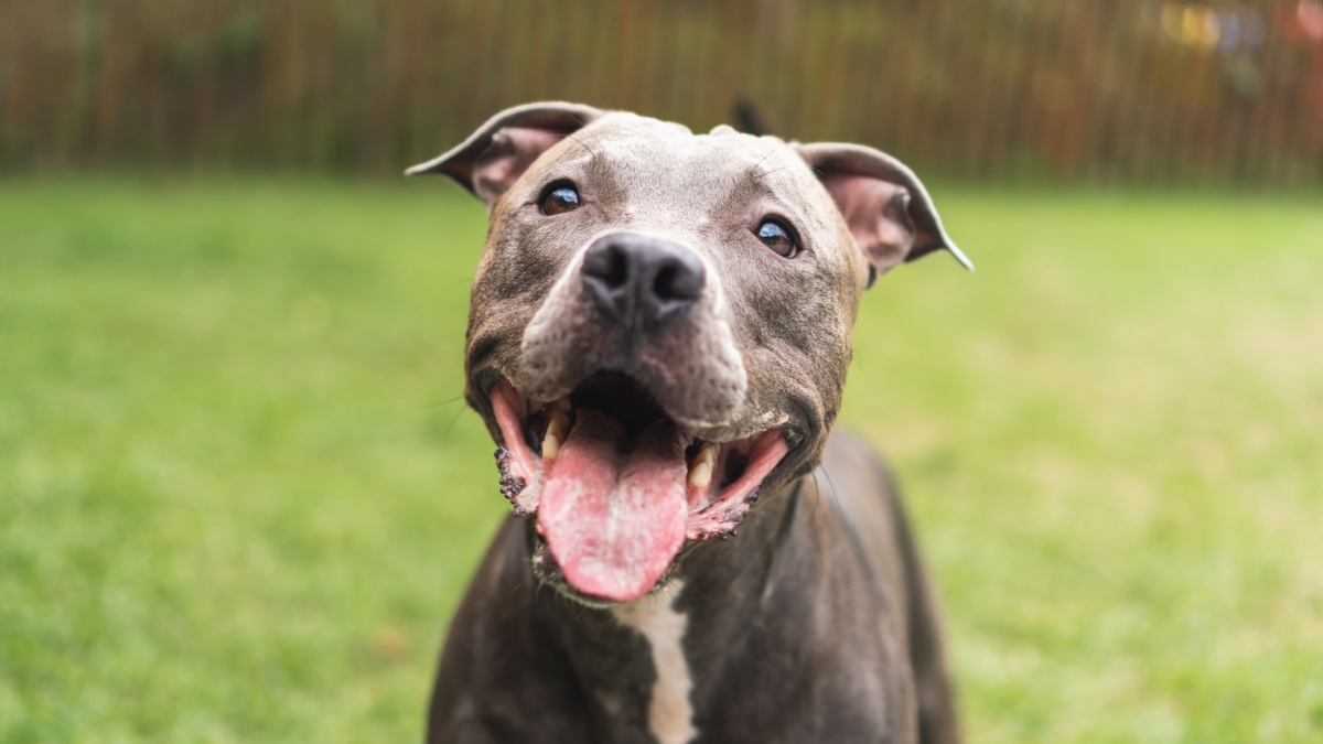 Ceccano, pitbull di famiglia aggredisce bimba di due anni. Il padre la salva uccidendo il cane a coltellate