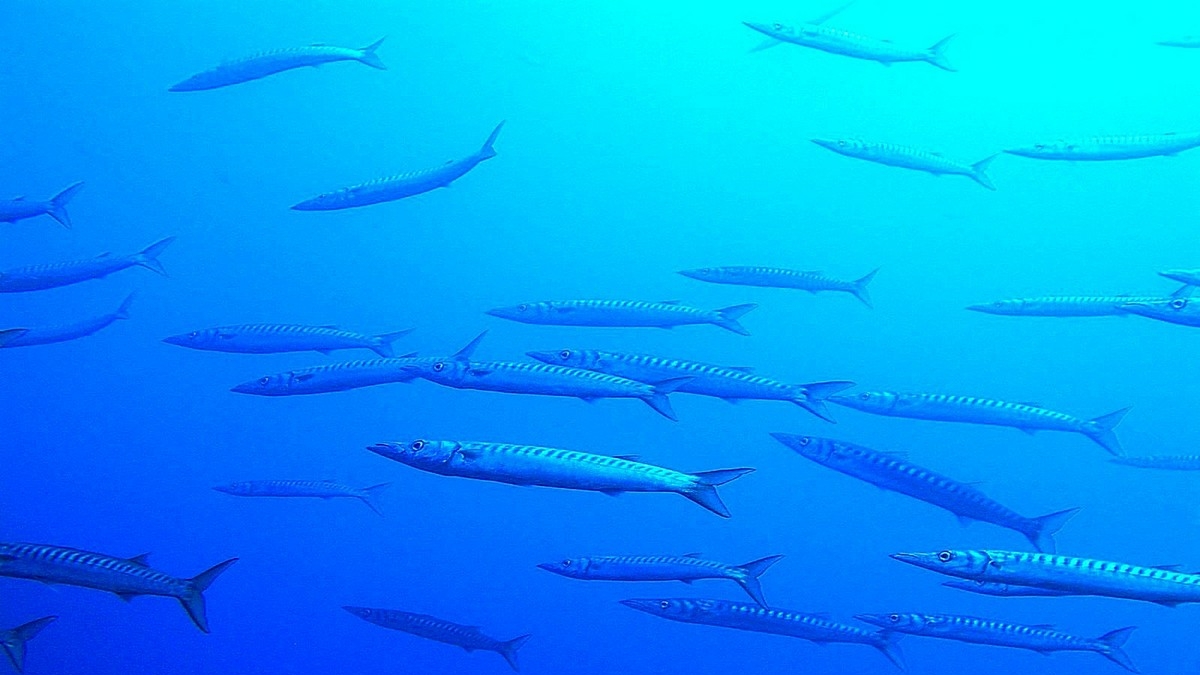 Gli «invasori alieni del nostro mare» mostrati da Giuseppe Farace