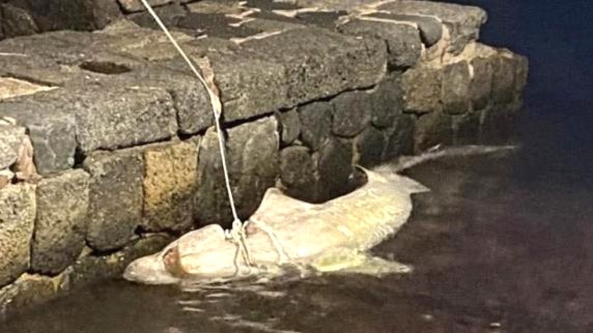 Ischia, trovato morto uno squalo capopiatto: potrebbe essere rimasto impigliato nelle reti dei pescatori