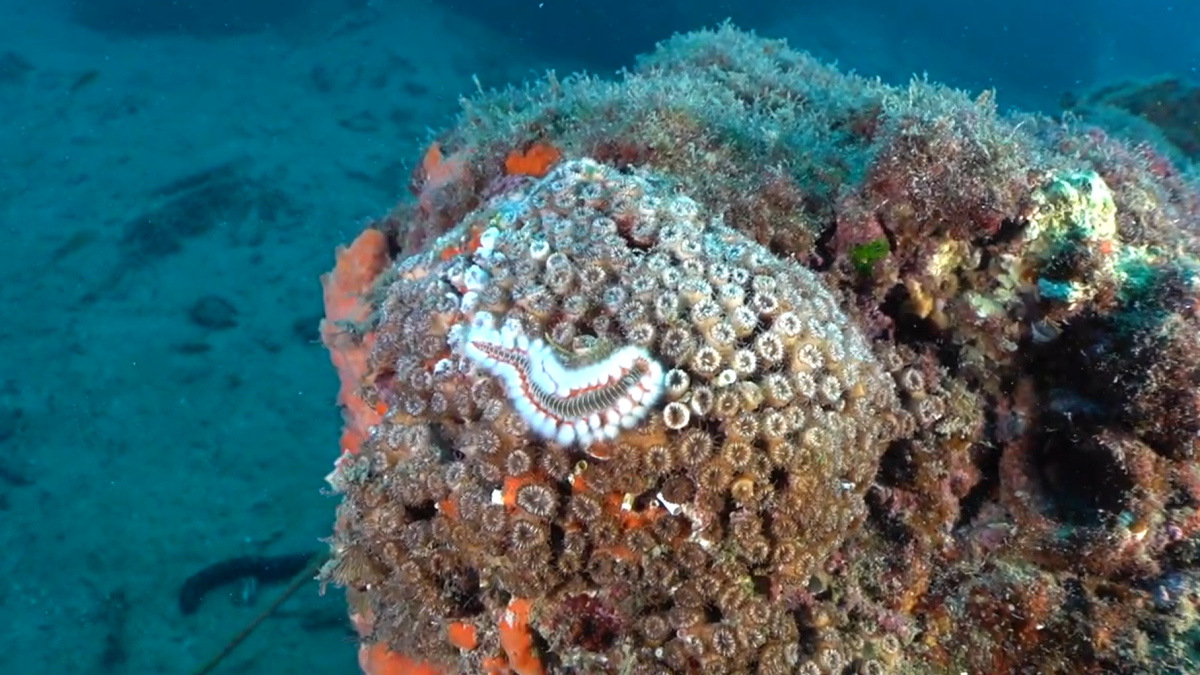 Il corallo del Mediterraneo a rischio estinzione. Messo a dimora nelle acque dell'Area marina di Punta Campanella