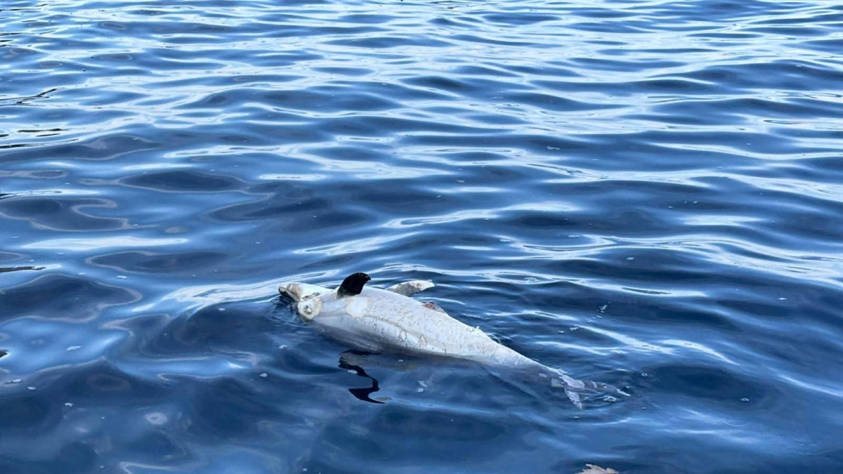 Un delfino morto nelle acque di Punta Campanella: la Asl avvia esami per stabilire le cause