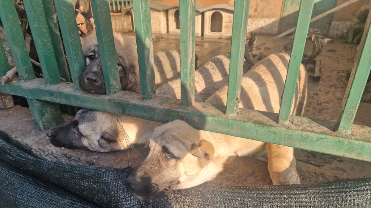 Milano, cinque cuccioli di pastori del Caucaso e Kangal trovati in un cortile in condizioni terribili: salvati dall'Oipa