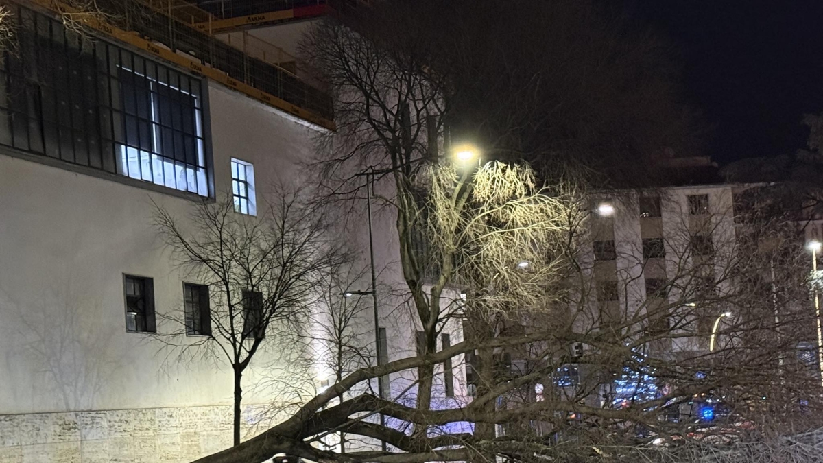Firenze, crollato un albero in viale Redi la sera di Natale