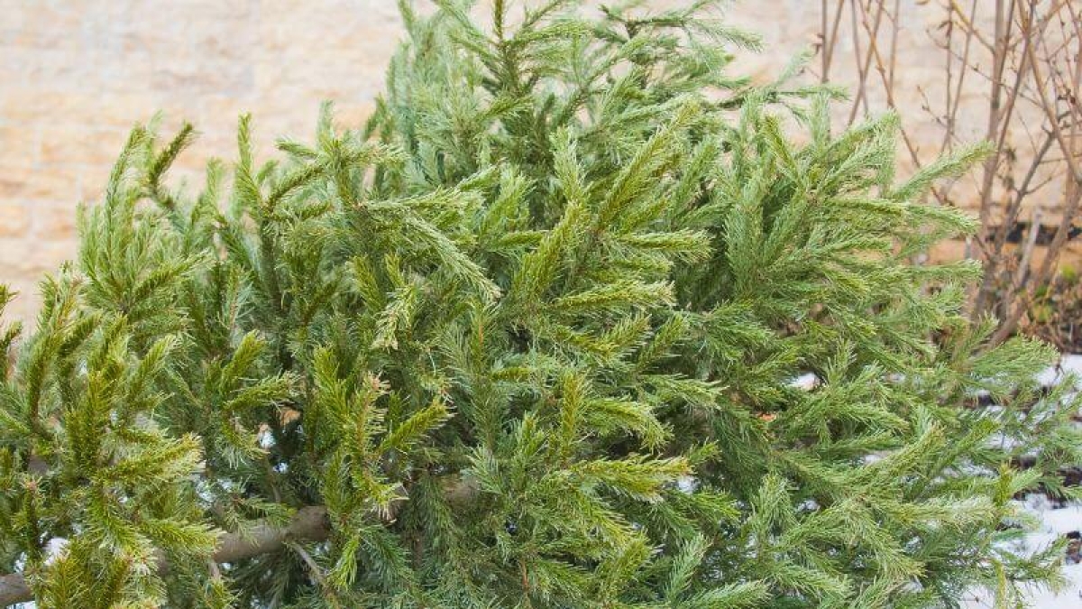 Finiscono le feste, come smaltire correttamente gli alberi di Natale