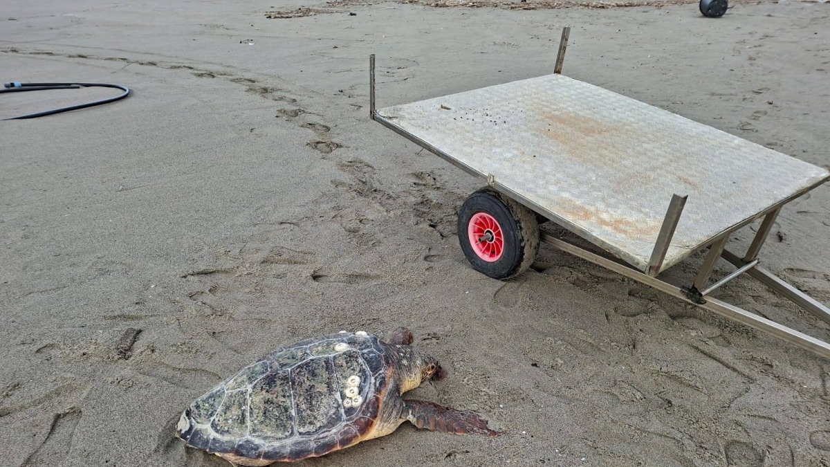 L'allarme del Wwf: «Troppe tartarughe morte dal 1 gennaio a Massa Carrara: è colpa delle reti da pesca»