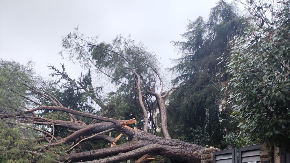 Prato, crolla grosso albero su una strada vicino al centro: colpita auto in transito, conducente in ospedale