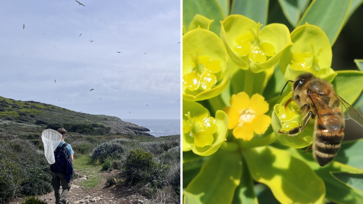 Ecco come contare l’incontabile: da Giannutri un nuovo studio sulle api (e gli altri impollinatori)