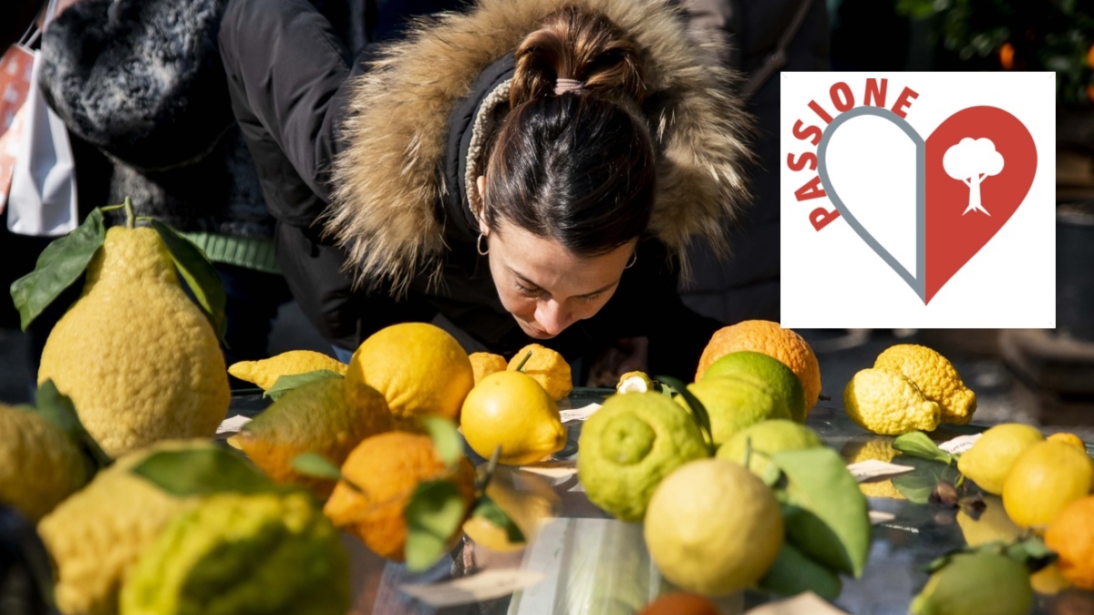 Tutti pazzi per il pomelo, uno degli agrumi più antichi del mondo. La moda milanese dalle terrazze liguri