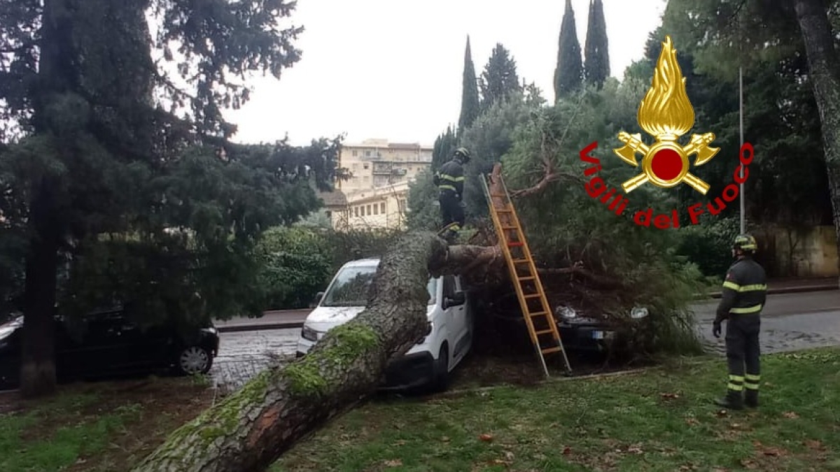 Scandicci, crolla un grosso pino in mezzo a via Donizetti: un ferito lieve e due auto danneggiate