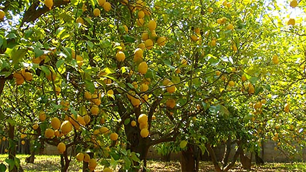 Penisola Sorrentina, parcheggi al posto degli agrumeti: la battaglia del Wwf