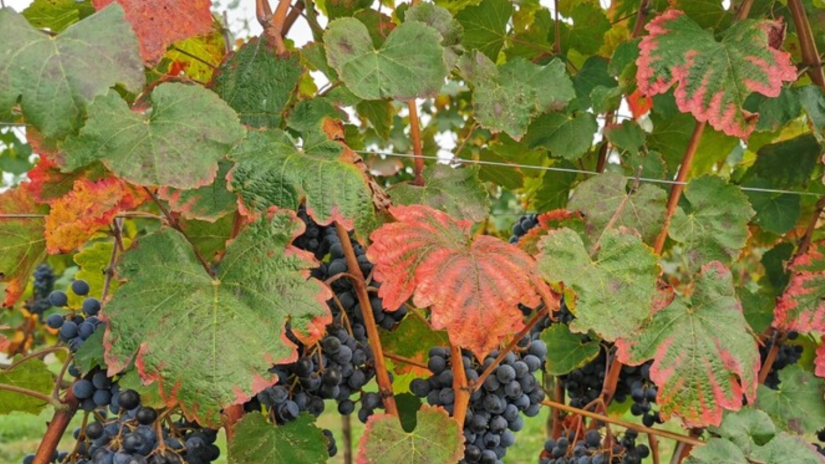 L'eredità della famiglia di produttori del Chianti Rufina finisce in tribunale: i nipoti dovranno dare 3 milioni di euro alla zia