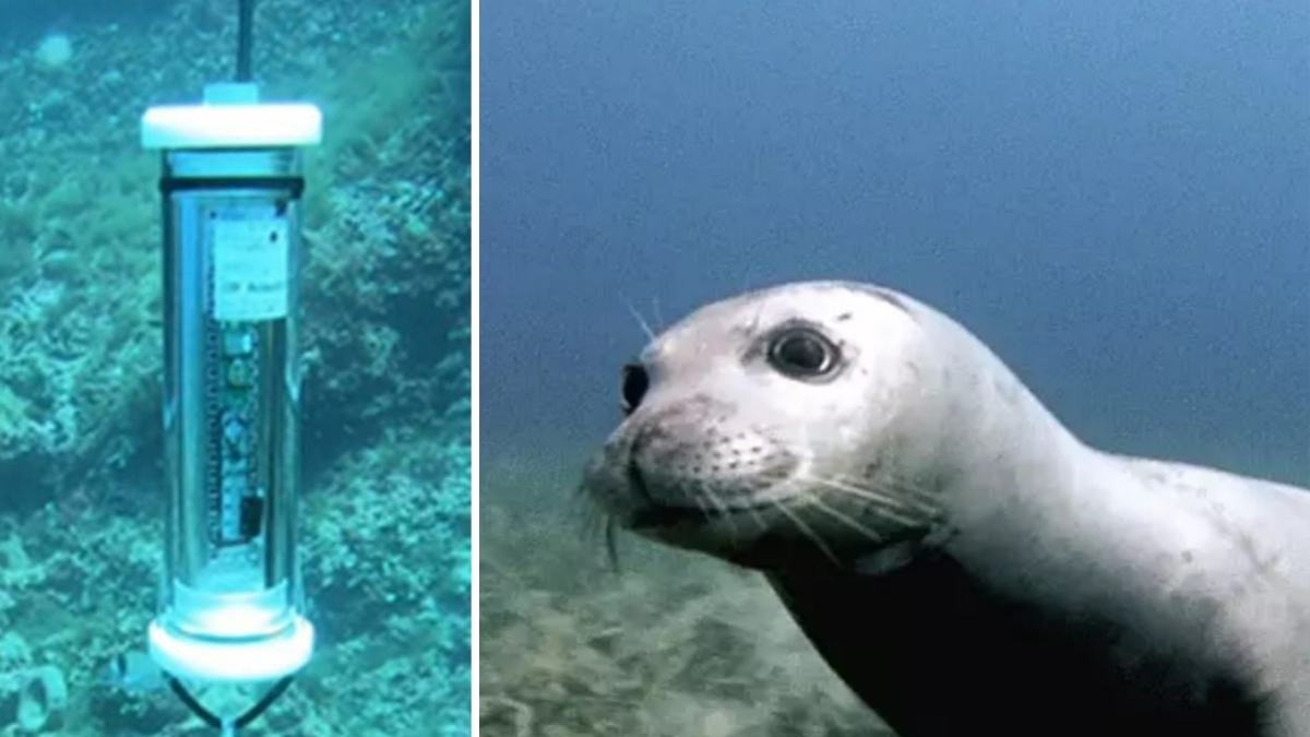 A Montecristo c'è la foca monaca: la presenza confermata dalle registrazioni audio (scoperte per caso)