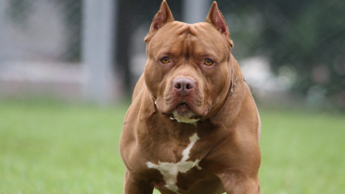Ischia, due persone aggredite dal loro Pitbull in casa