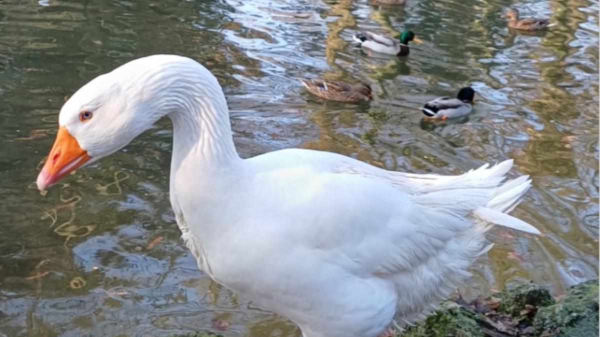 Parco di Monza, sparito Reginaldo, il beniamino dei bambini: appello della Reggia per chi avesse visto l'oca bianca del laghetto