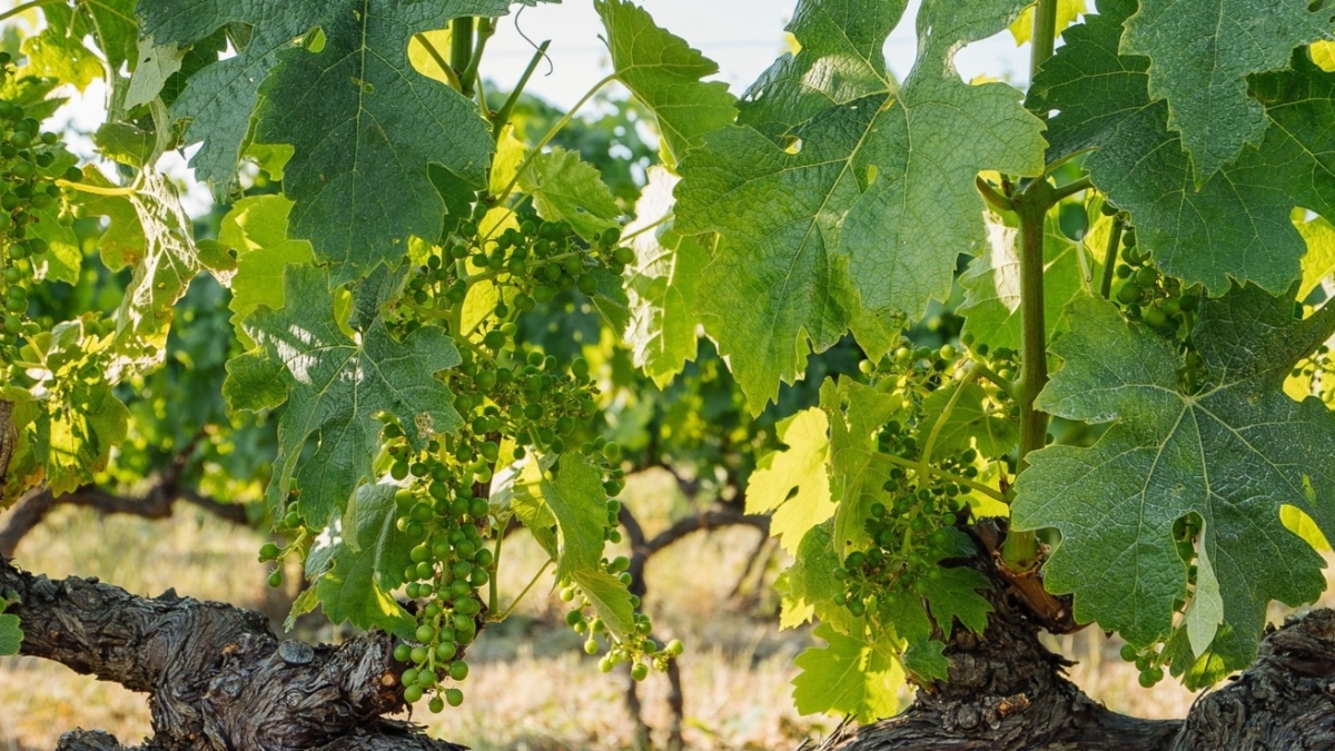 La luce ultravioletta migliora qualità e colore del vino: la sperimentazione di UniPi a Bolgheri