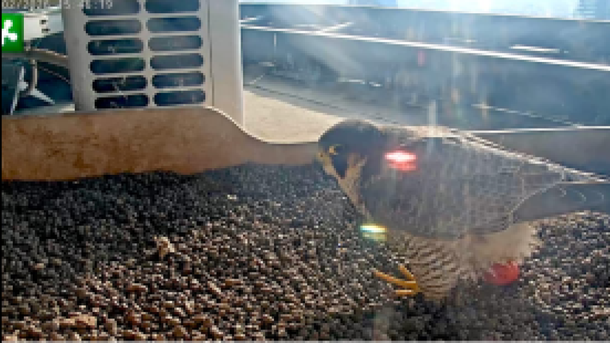 Falchi pellegrini sul Pirellone: Giulia ha deposto il primo uovo