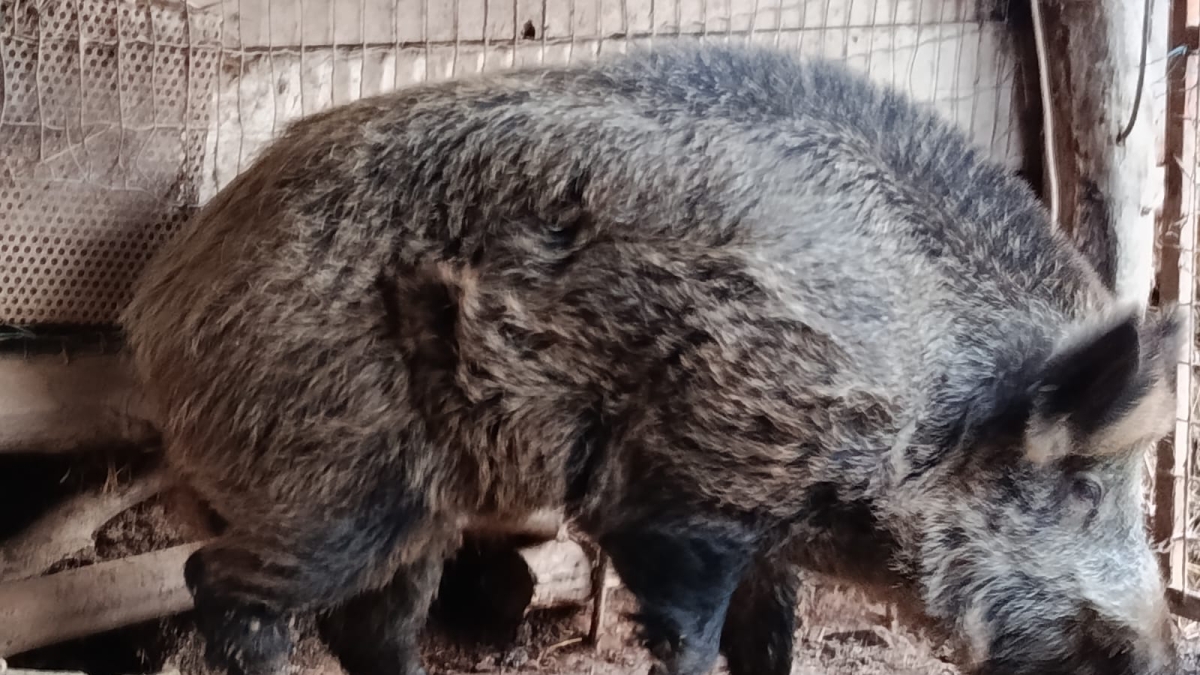 «Fattoria degli orrori» a Caldana: salvati un cinghiale tenuto legato alla catena per anni e 30 pecore