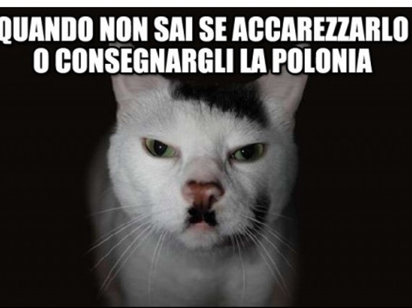 Giornata del gatto, i meme più divertenti per festeggiare i nostri ...