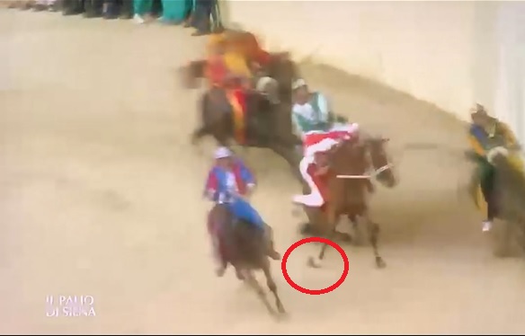 Due cavalli infortunati al Palio di Siena, gli animalisti protestano: «Ora basta»