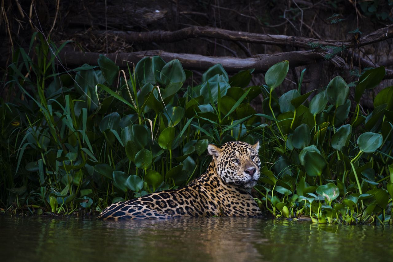 A jaguar refresh himself along the banks of a river in the Pantanal, Brazil. It is the largest damp area in the world, an immense alluvial plain bathed by many rivers and subject to periodic floods, inhabited by countless animal species, including some endangered endangered such as the jaguar, the giant otter and the giant armadillo. The area is regularly subject to natural fires caused by lightning, but also by breeders who need more cattle pastures. In 2020 a huge fire of dimensions never recorded first hit the area, destroying over 22% of the region. Thanks to the work of the Panthera NGO, dedicated exclusively to the safeguarding of large felines, hundreds of animals have been saved (Sergio Pitamitz)