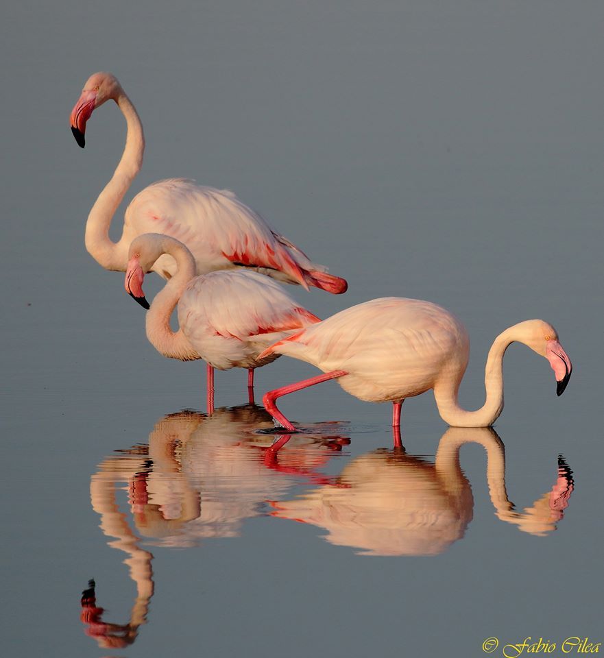 The flamingos are back at the Saline di Priolo. They had fled three years ago because of the fireworks