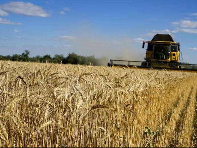 Grano, la misteriosa invasione di quello russo    in Italia: in un anno import decuplicato