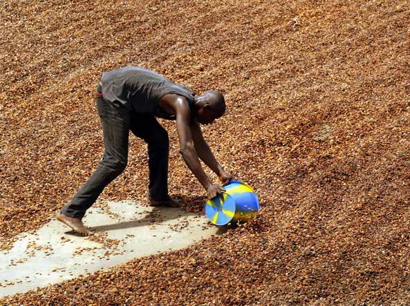 I  semi di cacao durante l’essiccazione (foto AP)