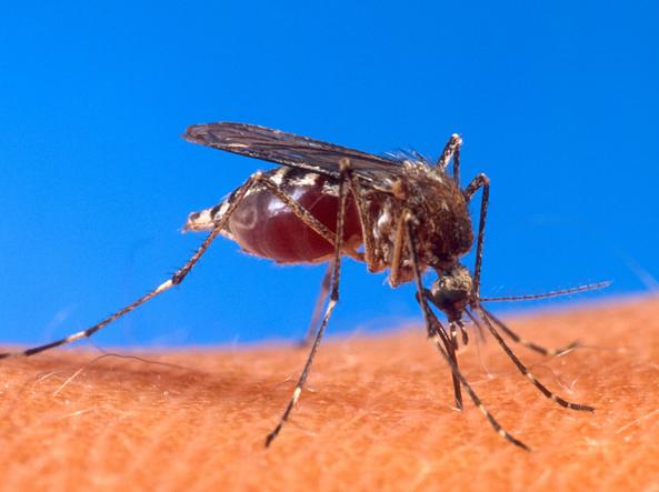 La zanzara Aedes aegypti che trasmette la Dengue (Wikimedia)
