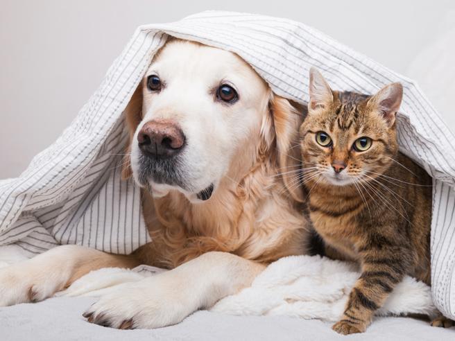 Assicurazioni per animali,