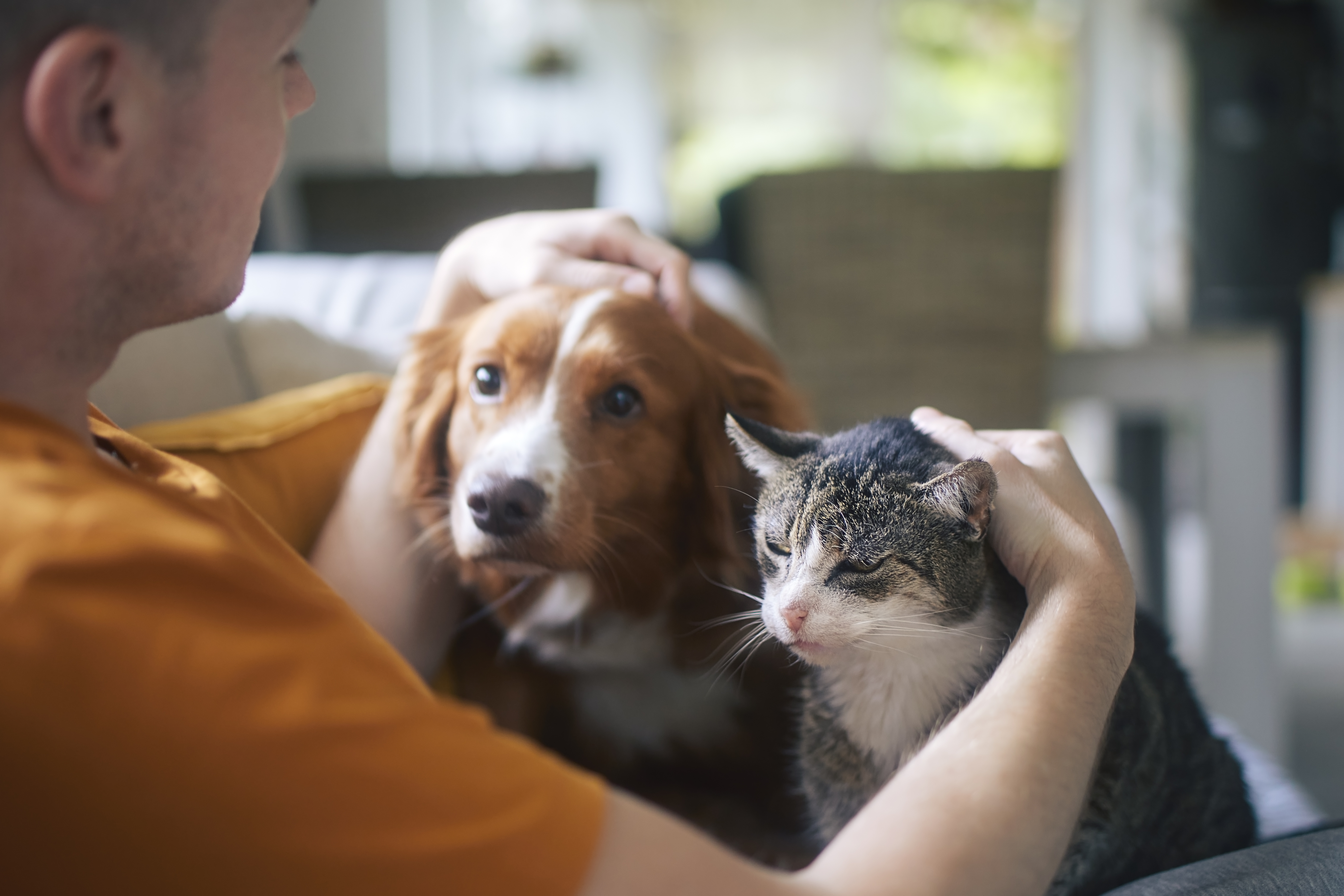 Cani e gatti possono trasmettere «superbatteri» resistenti ai loro padroni