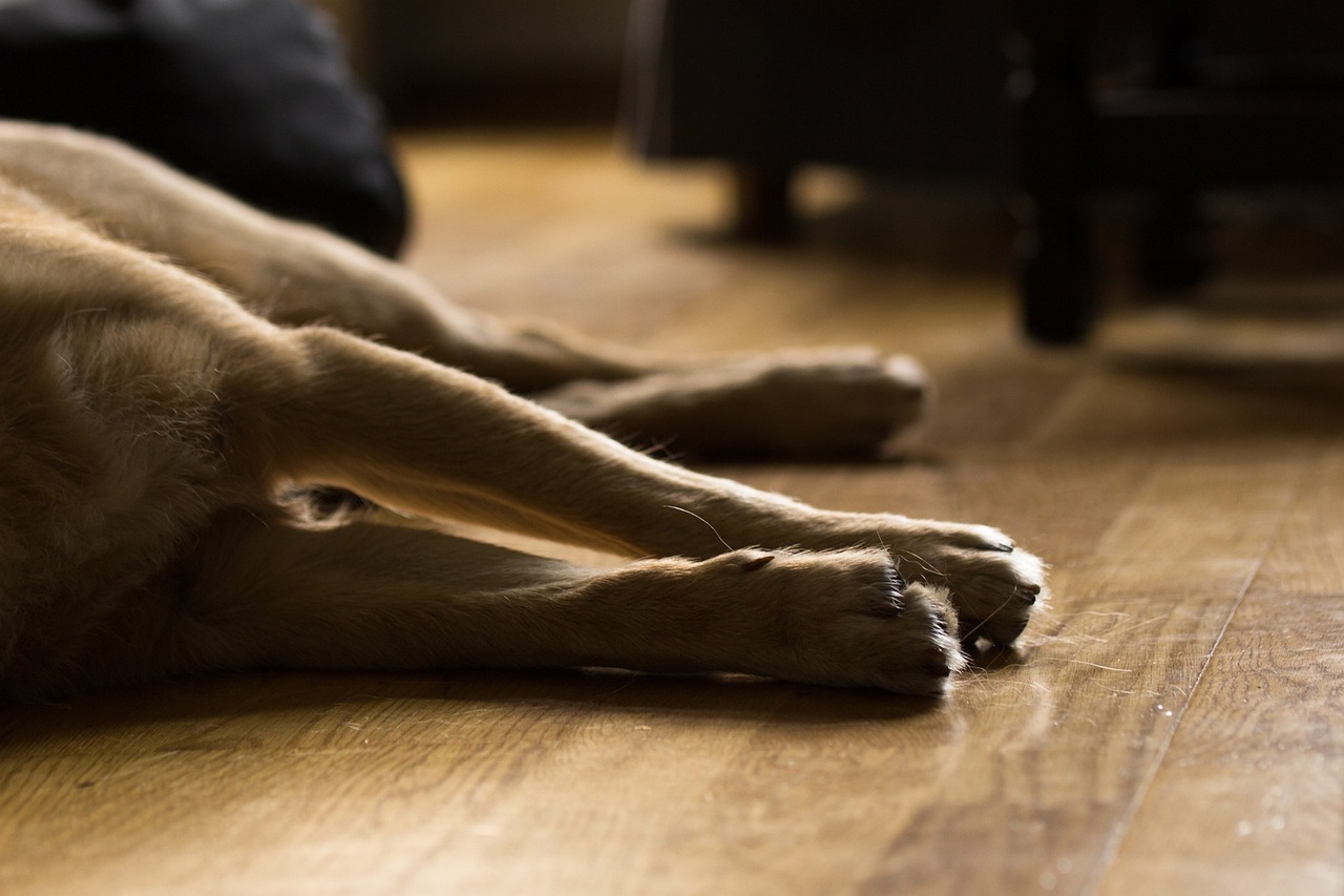 Cile, un giorno di permesso in caso di morte di un animale domestico: c'è la proposta di legge