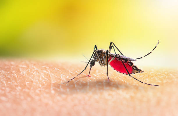 Malattie tropicali (ormai) di casa anche in Italia 