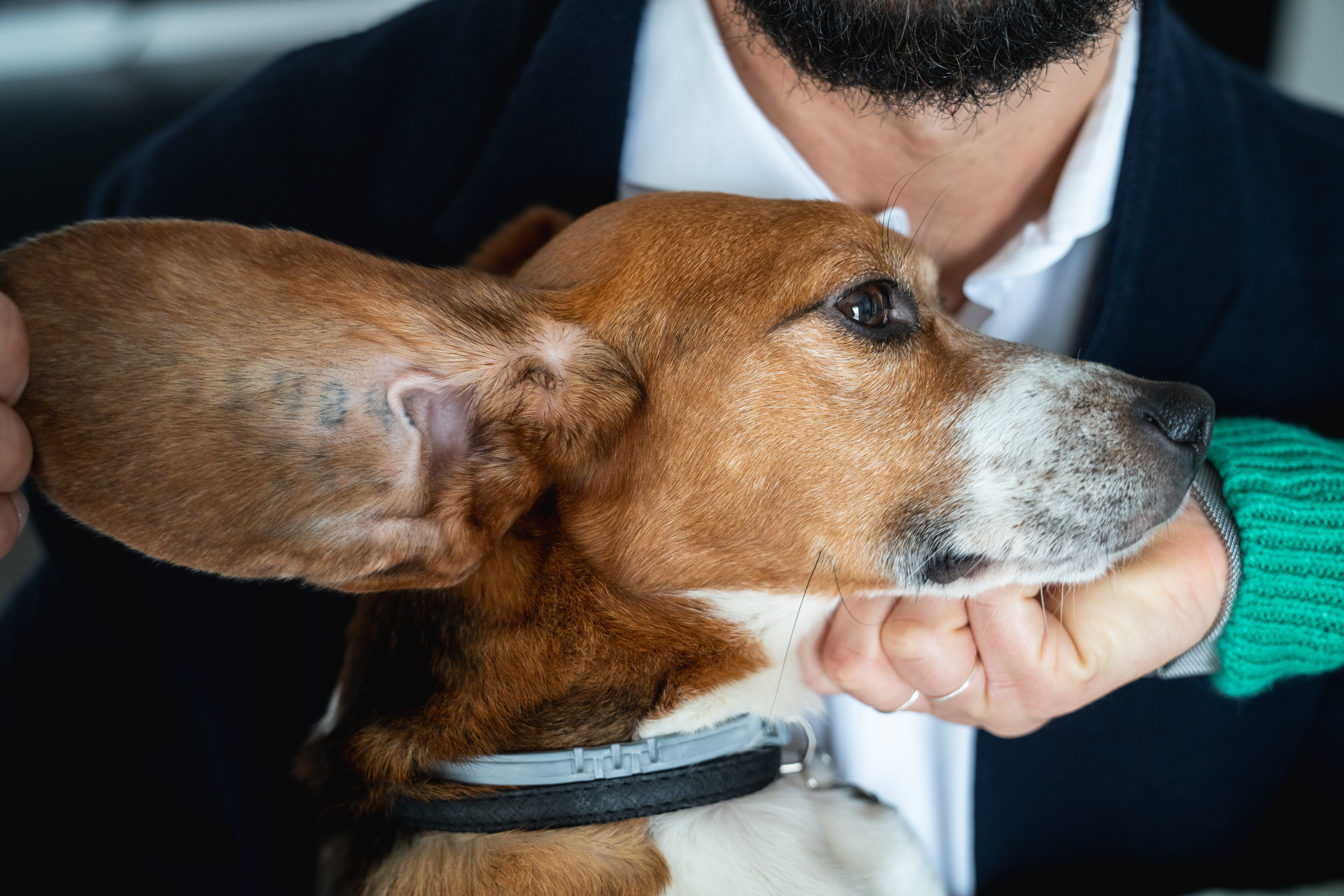Storia di Jordan, il beagle adottato dopo essere stato usato nella sperimentazione farmaceutica da Aptuit