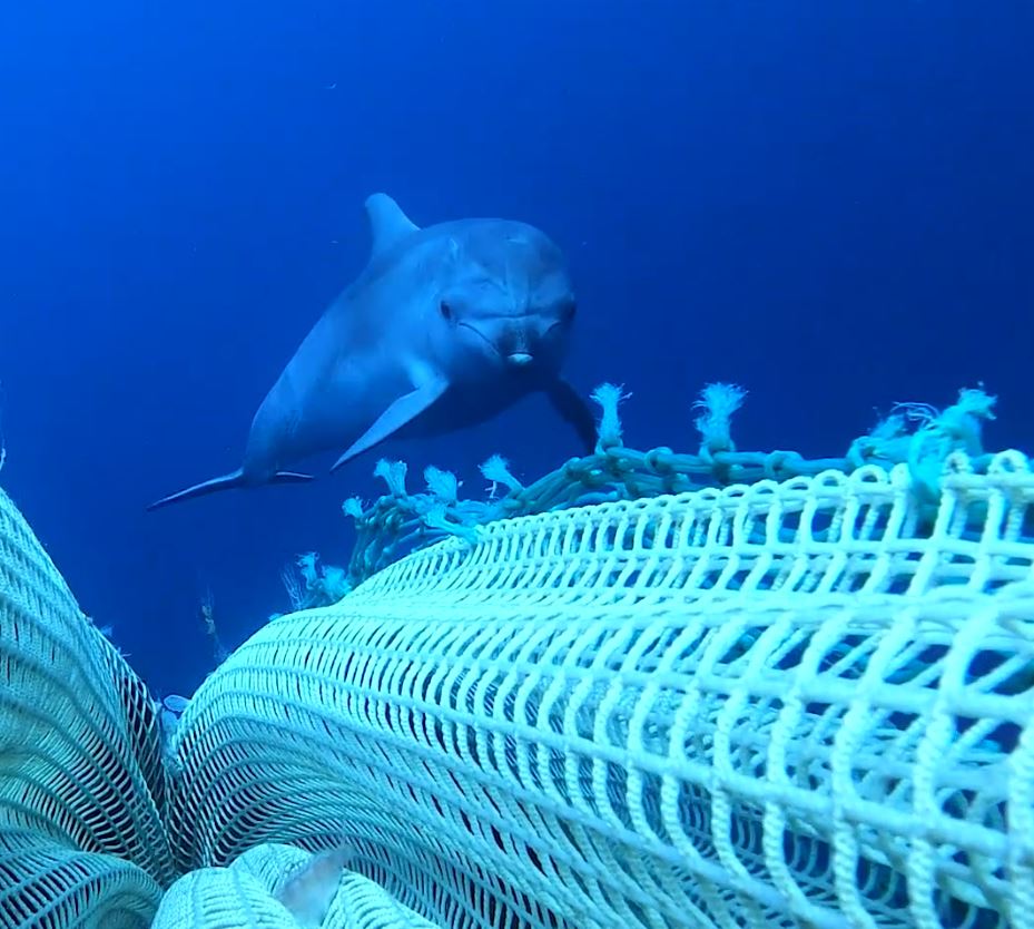 Delfini e pescatori, la convivenza è possibile grazie al progetto “Life Delfi”