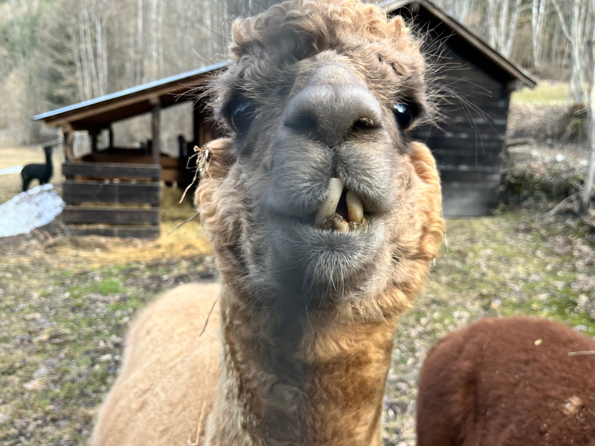 Influenza aviaria, alpaca contagiato negli Usa da polli infetti. Bassetti: «Virus camaleontico, si avvicina sempre più all'uomo»