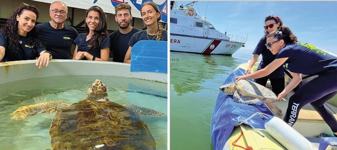 Le biologhe che salvano le tartarughe nell'Adriatico: «I nostri turni 24 su 24, che gioia liberarle in mare»