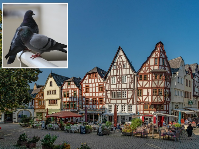 La città tedesca di Limburg an der Lahn ha deciso con un referendum di eliminare tutti i suoi piccioni