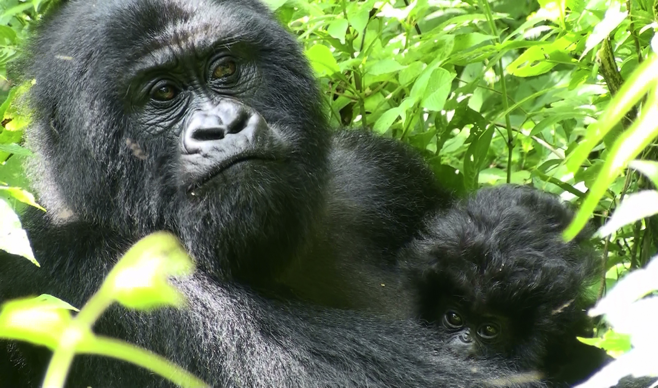 Giornata mondiale del gorilla, bracconaggio e malattie umane mettono in pericolo gli esemplari superstiti