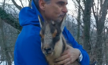 Abruzzo: camoscio ferito consegnato al veterinario della Asl di Teramo, l'abbraccio è emozionante Video