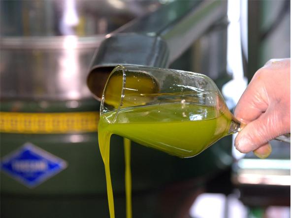 Rincari, la rincorsa dell'olio (che sfiora i 9 euro al litro). I produttori pugliesi: «È di alta qualità, bene il contrasto alle frodi»