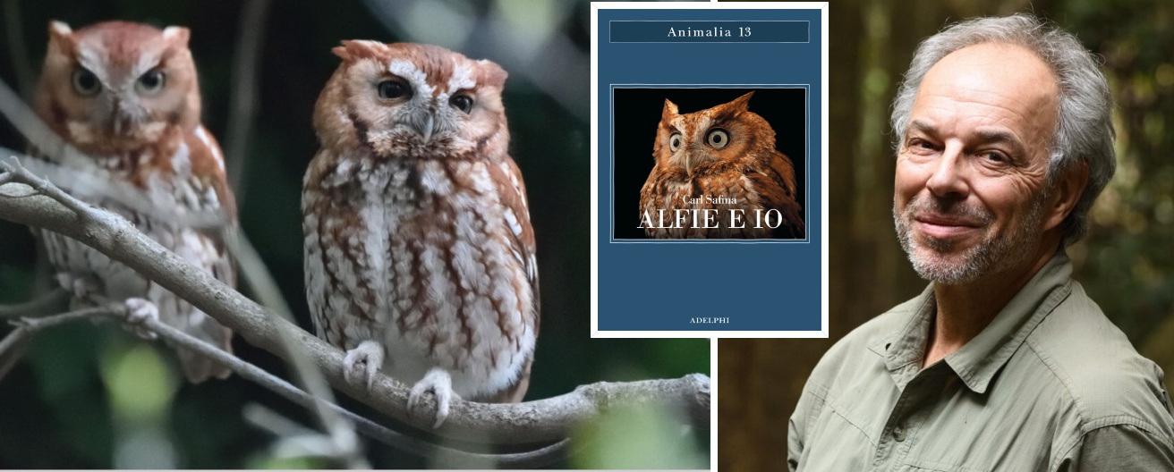 Carl Safina and Alfie: so a owl made the great scholar fall in love (net of scientific neutrality)